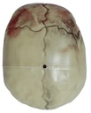 Halloween Decoration Prop Bloody Skull 20cm