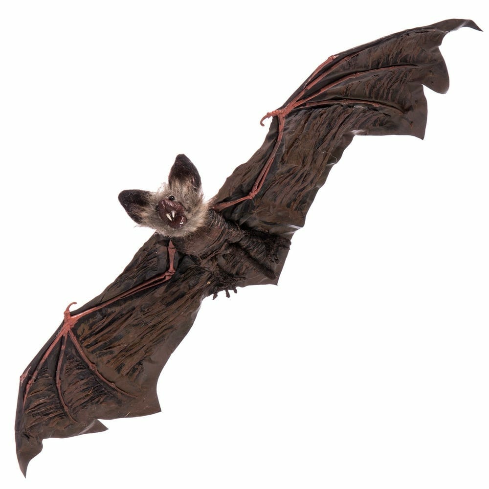 Hanging Bat – 65x24x6cm