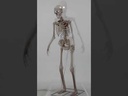 Halloween Animatronic Standing Towering Skeleton 243cm - Video