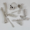 Complete Bag of Skeleton Bones Decoration Kit