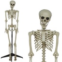 Halloween Articulated Standing Skeleton 155cm