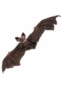 Hanging Bat - 65x24x6cm