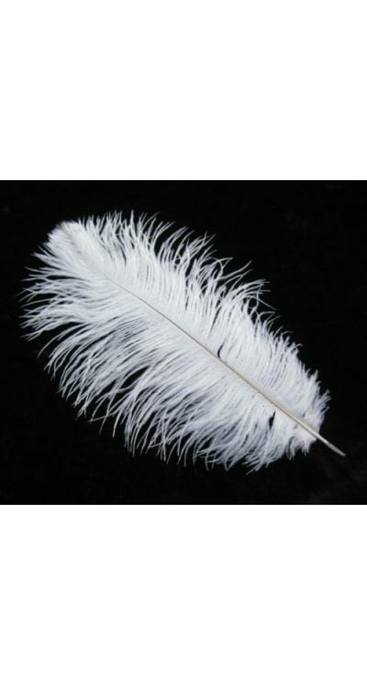 White Feather Cake Topper 14cm