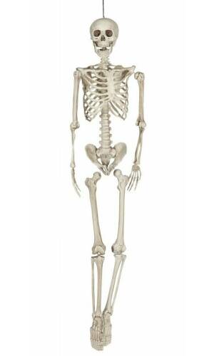 Hanging Skeleton (26044) - 160cm