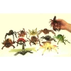 Assorted Creepy Crawlies