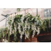 Wisteria Garland, 1.7mt